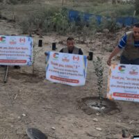 Olives Plantation in Gaza