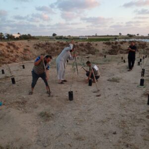 Mango Plantation in Uganda