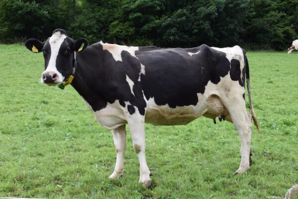 Buffalo/Cow