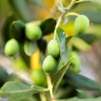 Olive Trees For Palestine