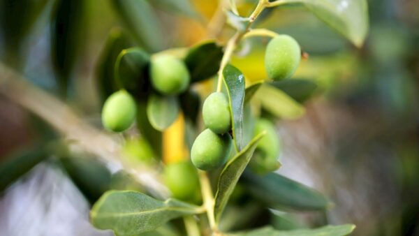 Olive Trees For Palestine