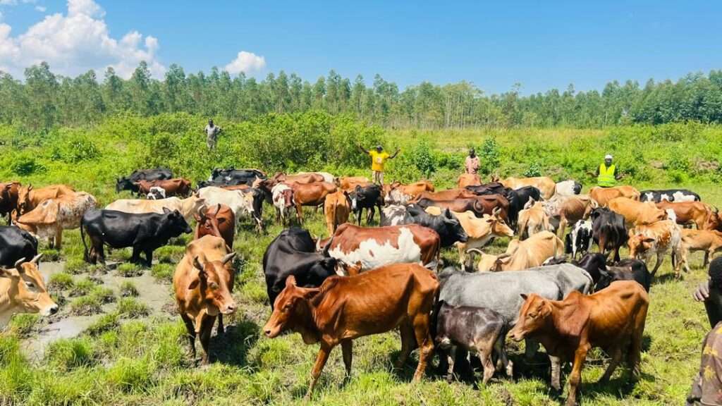 Qurbani 2026 Impact Report: 84 Cows, 12 Sheep, and 11 Goats Qurbani Uganda 2026, cows, sheep and goats